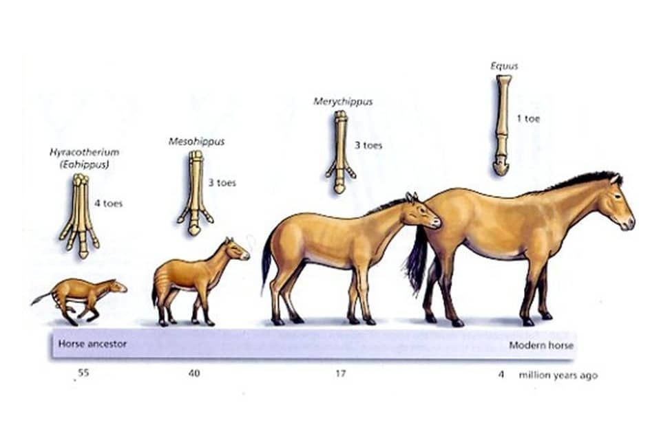 تاریخچه تکامل اسب ها | باشگاه سوارکاری ماهان
